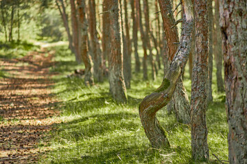 Dancing forest on the Curonian Spit of the Kaliningrad region.