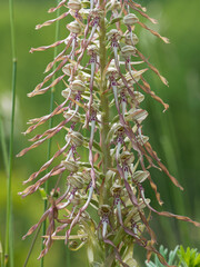 Bocks-Riemenzunge, Orchiedeen, Himantoglossum hircinum,