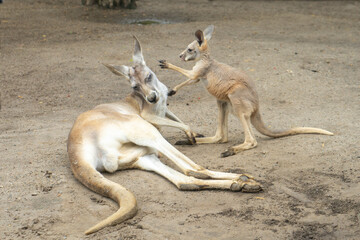 Naklejka na ściany i meble kangaroo with baby