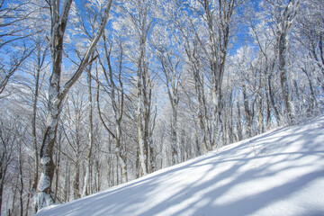 Trees covered with snow in Sabaduri forest, winter landscape