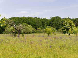 Landschaft im Naturschutzgebiet Mäusberg bei Karlstadt, Landkreis Main-Spessart, Unterfranken,...
