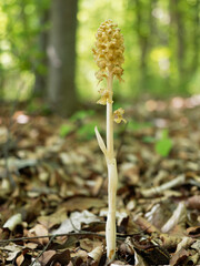 Vogel-Nestwurz,  Neottia nidus-avis,