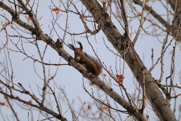 木に登る冬のエゾリス