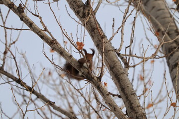 木に登る冬のエゾリス