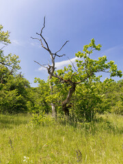 Landschaft im Naturschutzgebiet Mäusberg bei Karlstadt, Landkreis Main-Spessart, Unterfranken, Bayern, Deutschland