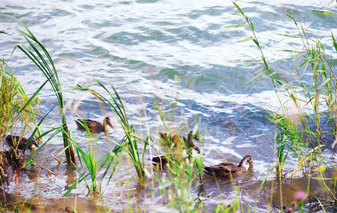 Water surface. The texture of the water. Waves on the lake in windy weather.