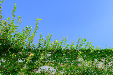 Fototapeta na wymiar Climbing fig tree and white wall with blue sky background