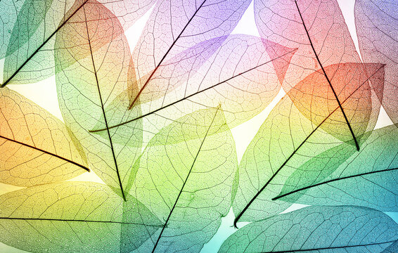 Multicolored leaves background texture, macro shot. Transparent skeletal leaves. Beautiful natural background..