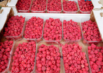 ripe raspberries packaged in plastic trays on the counter at the market.