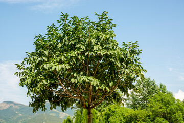 Fototapeta premium the crown of a green tree against a blue sky