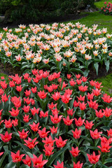 Flowering tulips at Keukenhof botanical garden in Lisse, Netherlands. 