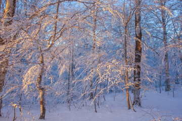 Sunset in Sabaduri forest, beautiful winter landscape