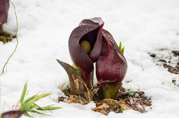 滋賀県高島市のザゼンソウ