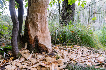 Beavers nibbled the trunk of a tree. Beaver teeth marks on trees.