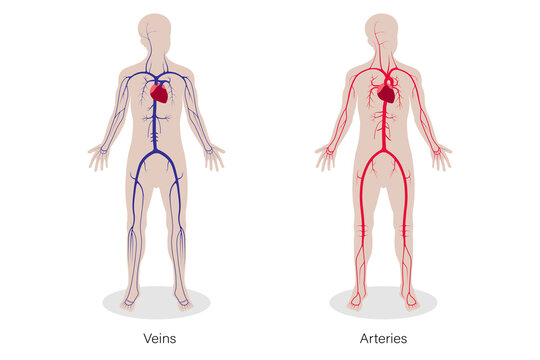 Medical education chart of human circulatory system. Veins and Arteries.