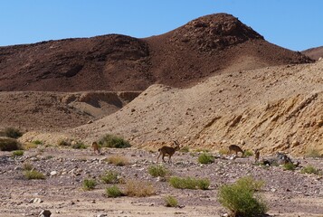 Nubian ibex wild goats family near Eilat, South Israel