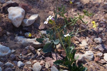Diplotaxis acris or Desert Rocket in bloom in Arava desert, selective focus on a flower