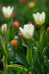 Fototapeta premium Flowering tulips at Keukenhof botanical garden in Lisse, Netherlands. 