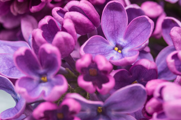 Lilac flowers in large. A cluster of purple flowers. A blooming branch of lilacs.