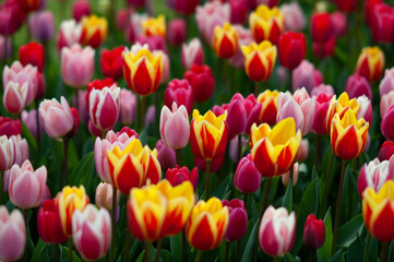 Obraz premium Flowering tulips at Keukenhof botanical garden in Lisse, Netherlands. 