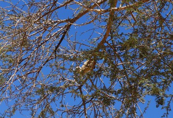 Yellow-spotted rock hyrax or Heterohyrax  brucei foraging on  Acacia tree 