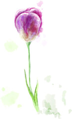 Red tulip, vector botanical illustration hand-drawn. Clipart, template design, postcards, invitations.