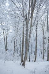 Trees covered with snow in Sabaduri forest, winter landscape