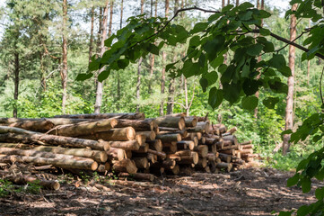 Cut down trees. Felling trees. Trunks of felled trees. Deforestation and logging. Selected focus.