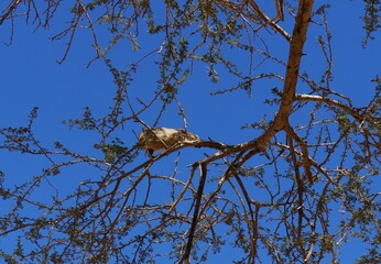 Yellow-spotted rock hyrax or Heterohyrax  brucei foraging on  Acacia tree 