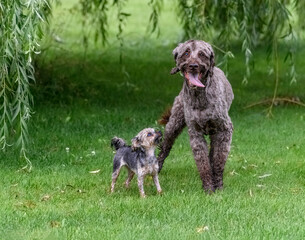 small dog looking up at the bigger dog