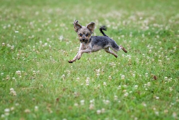 Yorkshire Terrier running in the clover field
