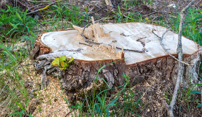 A young sprout on a felled tree. The stump of a felled tree. Cutting down trees. The trunk of a felled tree.