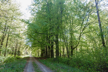 Fototapeta na wymiar The forest in summer. A forest trail in the thicket. A walk in a summer forest.