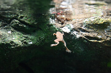 水中を泳ぐ小さなコンゴツメガエル