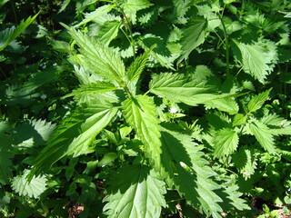Brennnesseln im Wald, unter den Wildpflanzen
