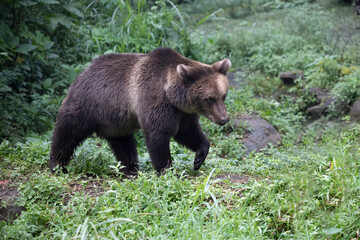 Fototapeta na wymiar Brown bear walking in the forest.