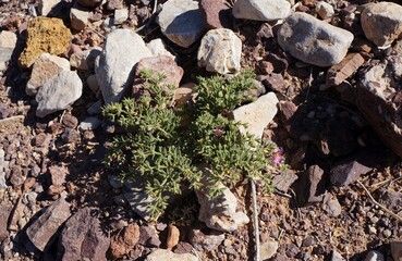 Fagonia mollis in bloom, selective focus on the flower