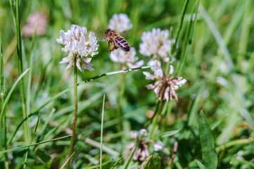A bee on a clover flower. White wildflower. Insect on a meadow flower.