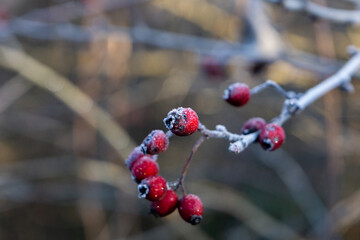 Crataegus