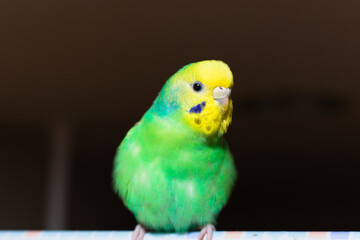 セキセイインコのアップ