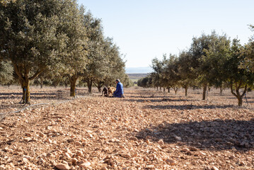 Male farmer harvesting black truffles with his dogs in a field of mycorrhizal holm oaks.