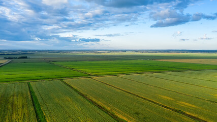 Scenic rows of agricultural fields on a summer farm in the evening. Aerial photography, top view drone shot. Agricultural area of Moscow region. Agrarian land in summertime. Beauty of earth