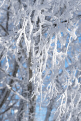 Trees covered with snow in Sabaduri forest, winter landscape