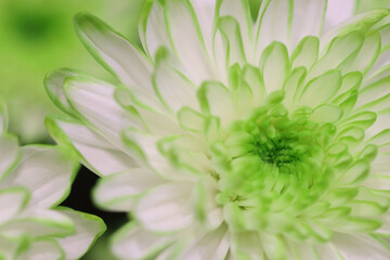 Green chrysanthemum close up. Fresh colorful image for your design. Macro image with small depth of field.