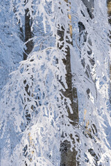 Fototapeta na wymiar Trees covered with snow in Sabaduri forest, winter landscape