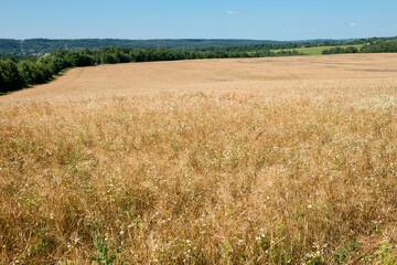 Golden wheat field and blue sky with cirrus clouds.  Beautiful Rural Scenery under Shining Sunlight and blue sky. Background of ripening ears of meadow wheat field