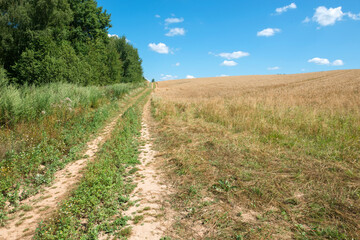 Fototapeta na wymiar Agricultural road goes along the field with crops on a summer sunny day