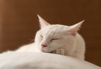 お昼寝する可愛い白猫　茶色背景　