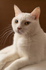 可愛い白猫　茶色背景　ポートレート