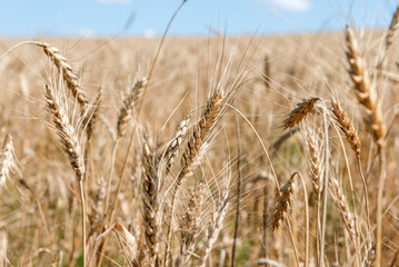 Fototapeta premium Wheat field. Ears of golden wheat close up. Beautiful Rural Scenery under Shining Sunlight and blue sky. Background of ripening ears of meadow wheat field